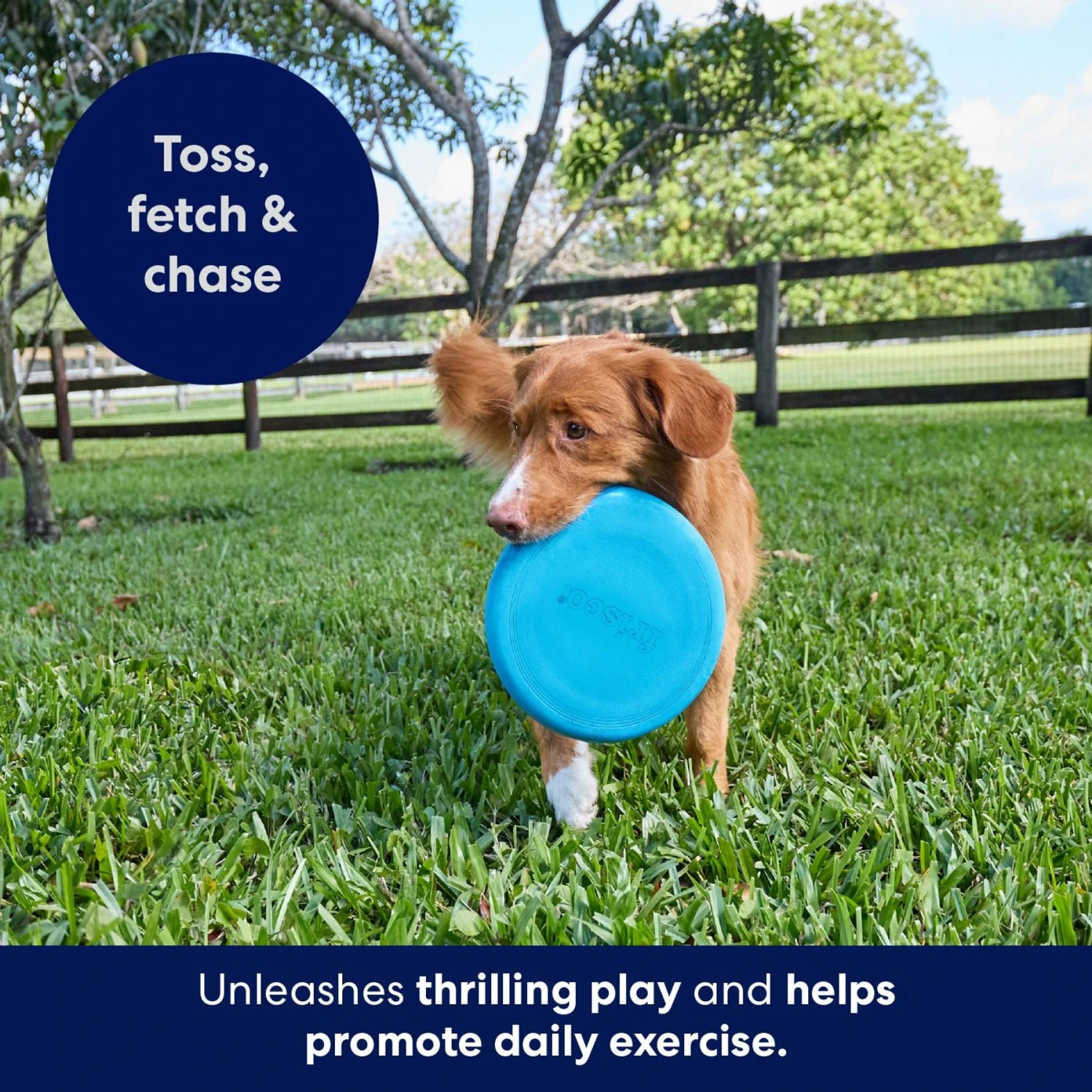 Frisco Fetch Rubber Flyer Dog Toy 3 Frisco Fetch Rubber Flyer Dog Toy - Image 3