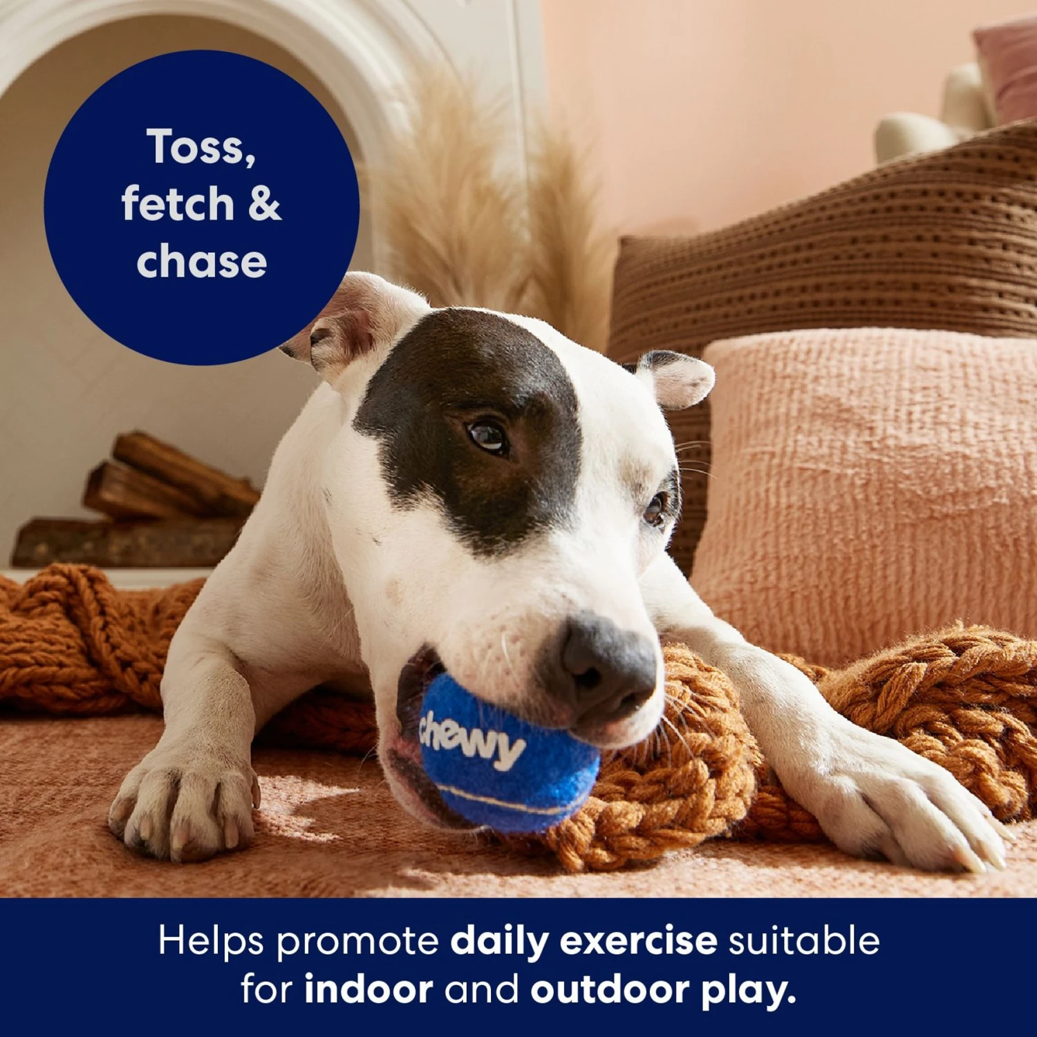 Frisco Chewy Fetch Squeaky Tennis Ball Dog Toy 5 Frisco Chewy Fetch Squeaky Tennis Ball Dog Toy - Image 5