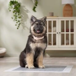 Frisco Extra Large Charcoal Dog Training & Potty Pads 15 Frisco Extra Large Charcoal Dog Training & Potty Pads -Frisco 227460 PT6. AC SS1800 V1674665620