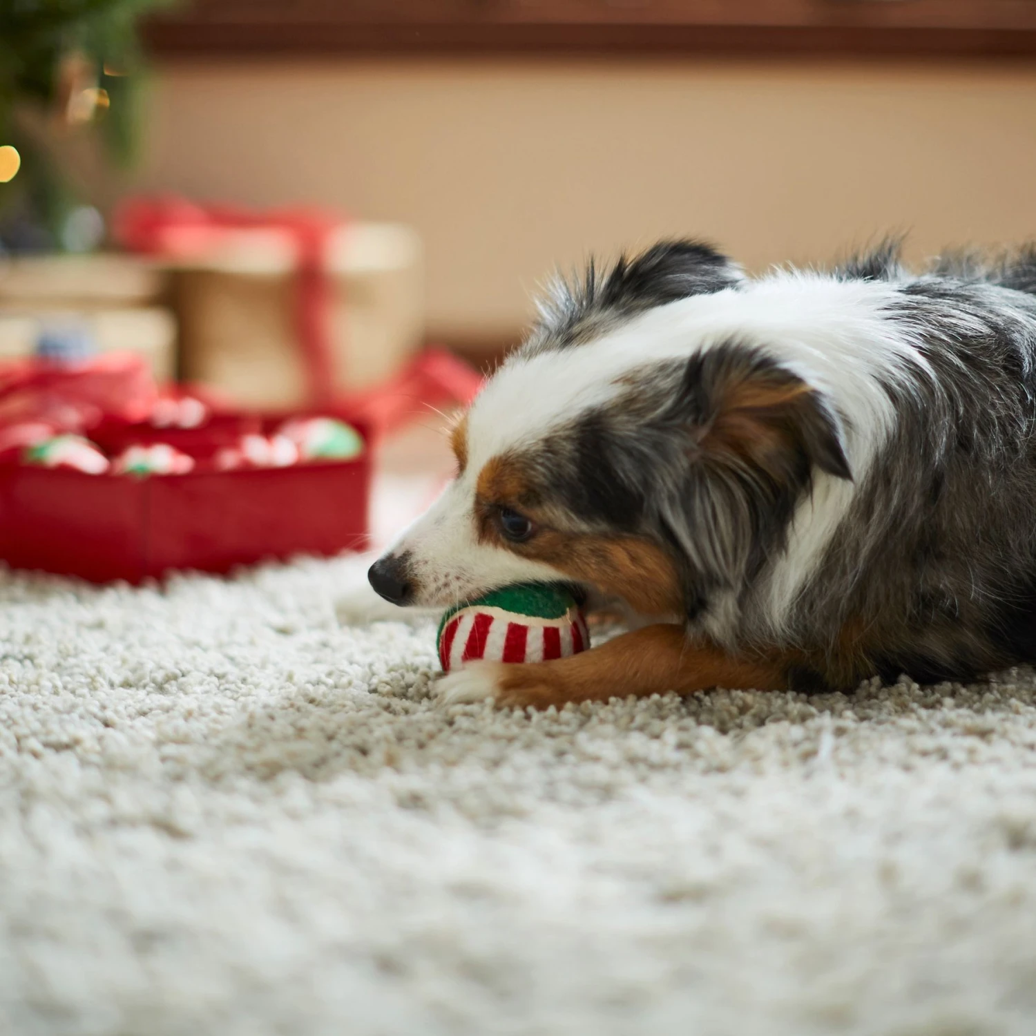 Frisco Holiday Wreath Fetch Squeaky Tennis Ball Dog Toy 4 Frisco Holiday Wreath Fetch Squeaky Tennis Ball Dog Toy - Image 4