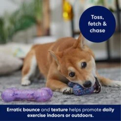 Frisco Birthday TPR Fetch Bone Squeaky Dog Toy 10 Frisco Birthday TPR Fetch Bone Squeaky Dog Toy -Frisco 264422 PT4. AC SS1800 V1695760988