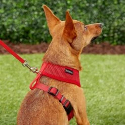 Frisco Small & Medium Breed Soft Mesh Personalized Back Clip Dog Harness 13 Frisco Small & Medium Breed Soft Mesh Personalized Back Clip Dog Harness -Frisco 271252 PT6. AC SS1800 V1618938436