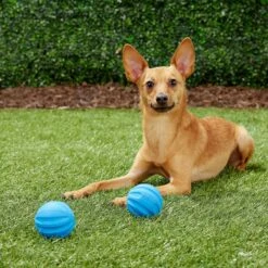 Frisco Neoprene Dog Life Jacket & Frisco Foam Rubber Floating Fetch Ball No Squeak Dog Toy -Frisco 303480 PT7. AC SS1800 V1623064950