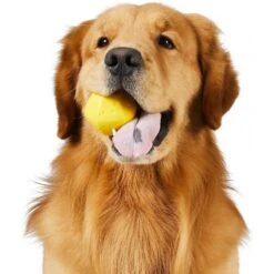 Frisco Fetch Squeaking Colorful Tennis Ball Dog Toy & Project Hive Pet Company Ball Dog Toy 14 Frisco Fetch Squeaking Colorful Tennis Ball Dog Toy & Project Hive Pet Company Ball Dog Toy -Frisco 319024 PT5. AC SS1800 V1630560973