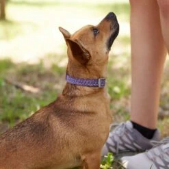 Frisco Outdoor Lightweight Ripstop Nylon Dog Harness & Frisco Outdoor Heathered Nylon Collar -Frisco 319194 PT8. AC SS1800 V1631147497