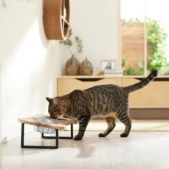 Frisco Premium Wood Elevated Bone Shape Stainless Steel Double Diner Dog & Cat Bowl, 3 Cup 9 Frisco Premium Wood Elevated Bone Shape Stainless Steel Double Diner Dog & Cat Bowl, 3 Cup -Frisco 331497 PT3. AC SS1800 V1657656892