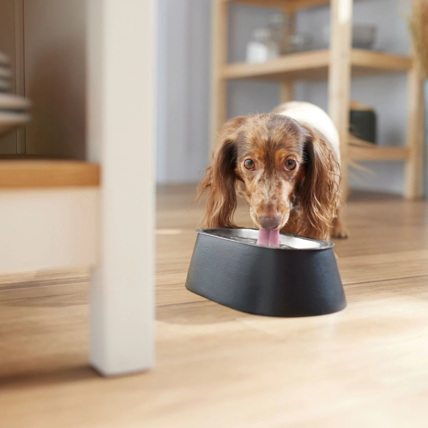 Frisco Long Eared Breed Stainless Steel Dog Bowl, Black, 2 Cup 3 Frisco Long Eared Breed Stainless Steel Dog Bowl, Black, 2 Cup - Image 3