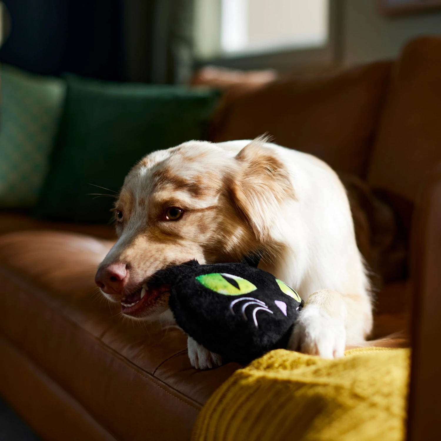 Frisco Halloween Black Cat Round Plush Squeaky Dog Toy 3 Frisco Halloween Black Cat Round Plush Squeaky Dog Toy - Image 3