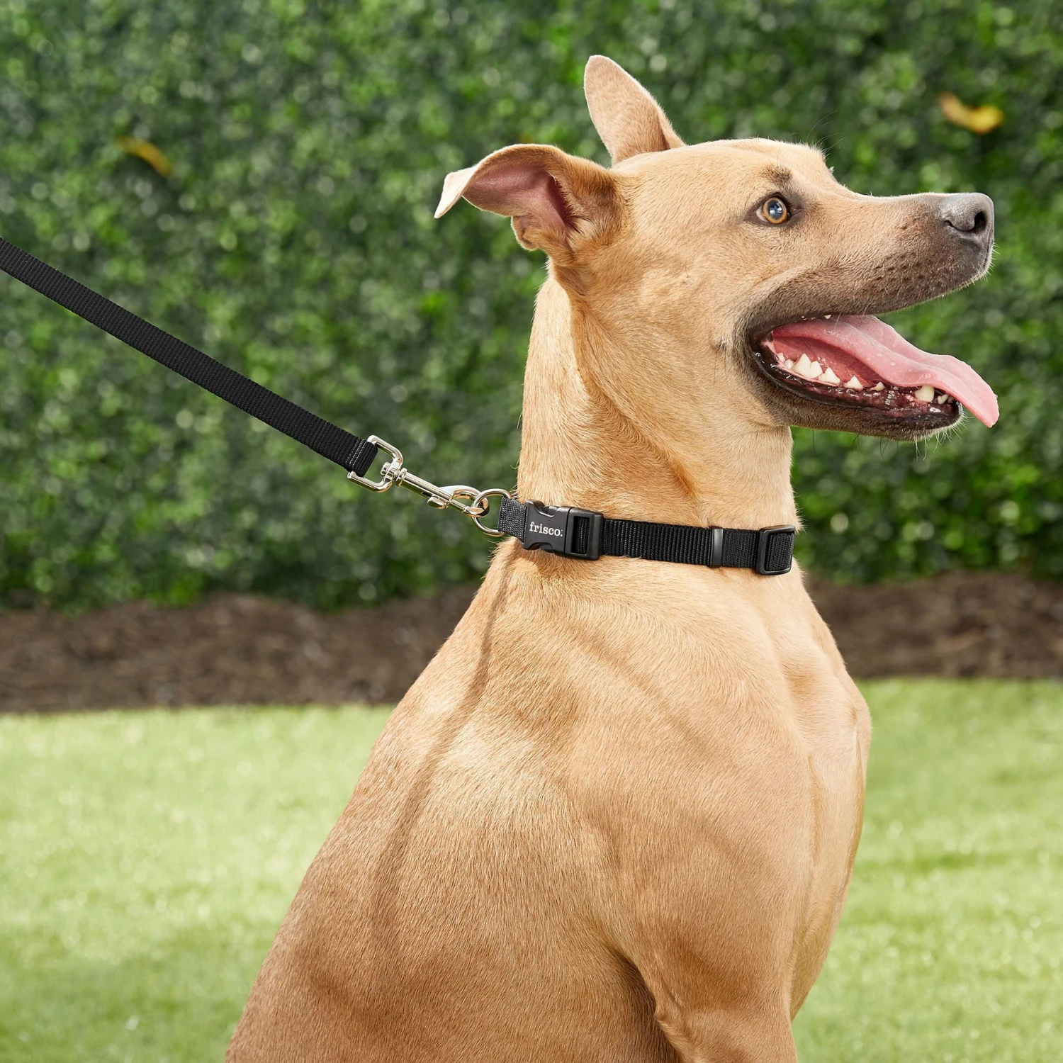 Frisco Solid Nylon Dog Leash + 4 Items 5 Frisco Solid Nylon Dog Leash + 4 Items - Image 5