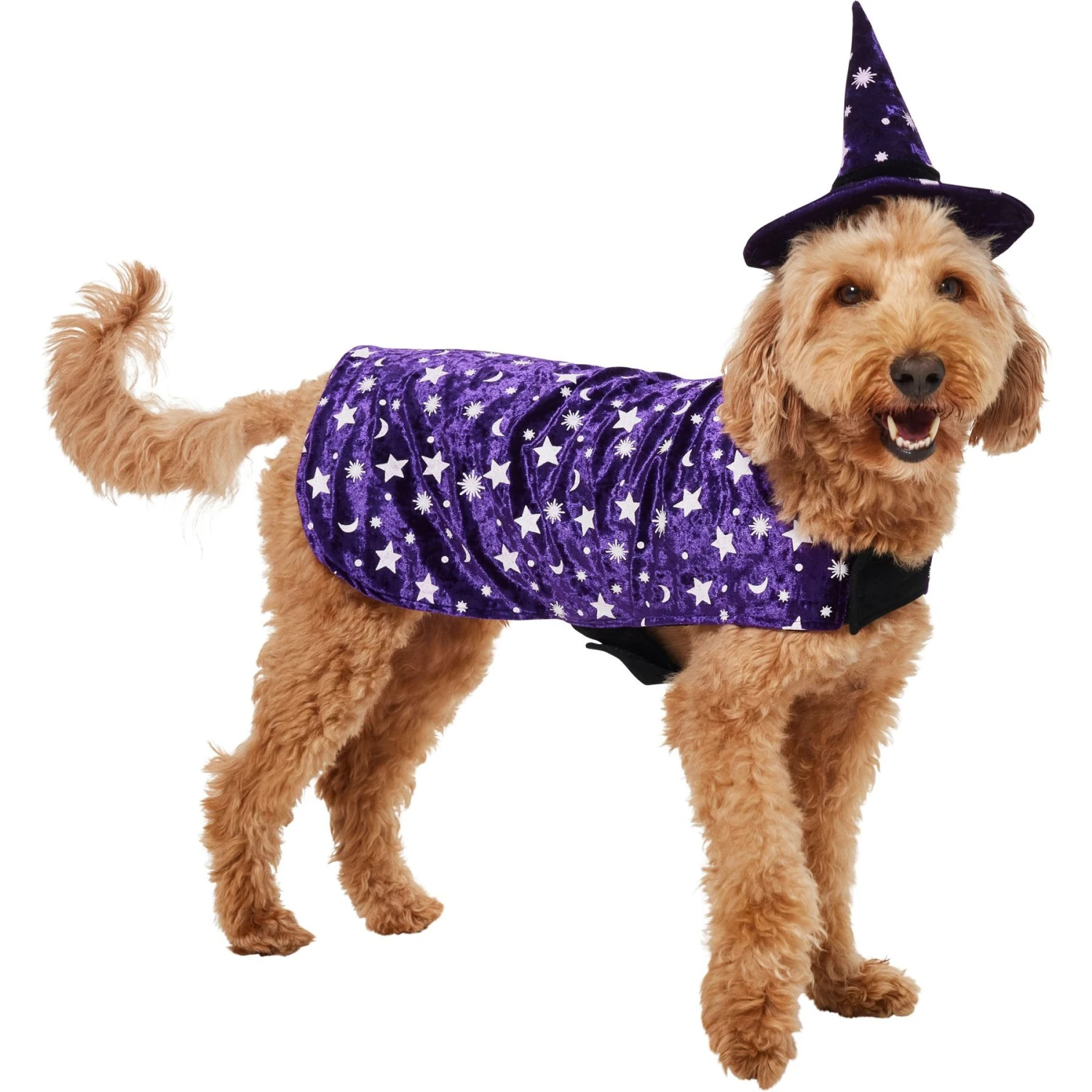 Frisco Cosmic Witch Dog & Cat Costume 1 Frisco Cosmic Witch Dog & Cat Costume