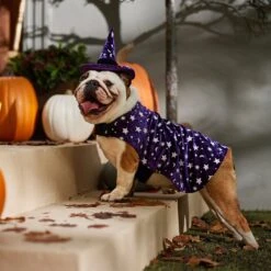 Frisco Cosmic Witch Dog & Cat Costume 12 Frisco Cosmic Witch Dog & Cat Costume -Frisco 708982 PT7. AC SS1800 V1689350987