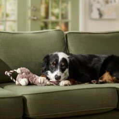 Frisco Fetch Colorful Ball Knot Rope Dog Toy & Frisco Monkey Plush With Rope Squeaky Dog Toy -Frisco 962014 PT7. AC SS1800 V1694784007