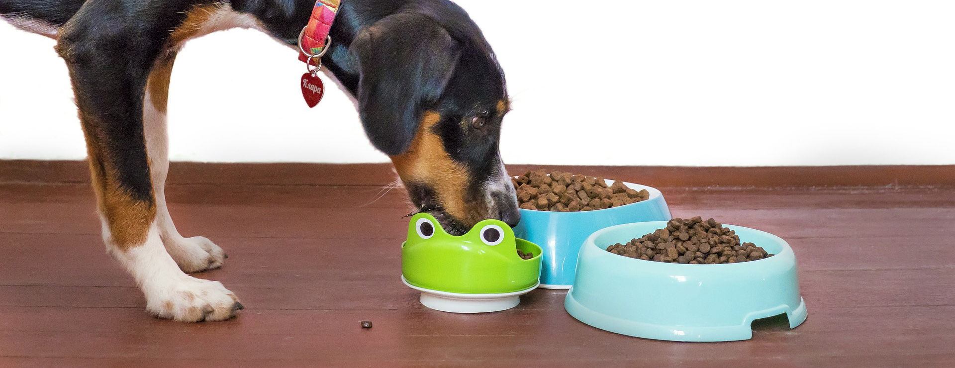 Frisco -Frisco dog 5504867 1920