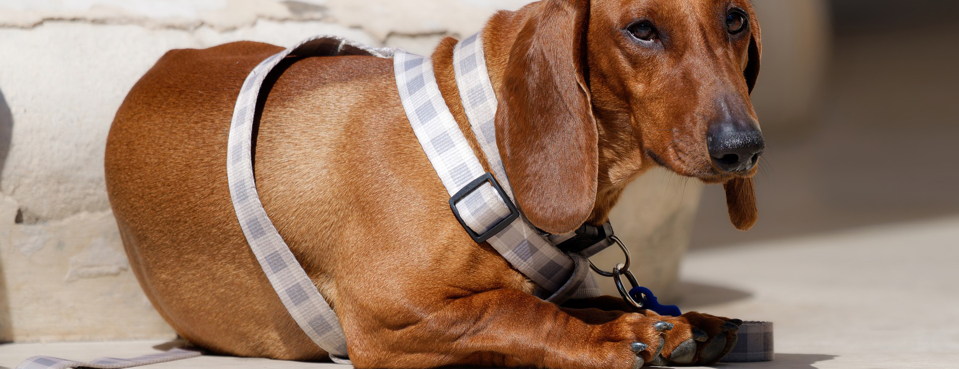 Frisco -Frisco dog 9608361 1920